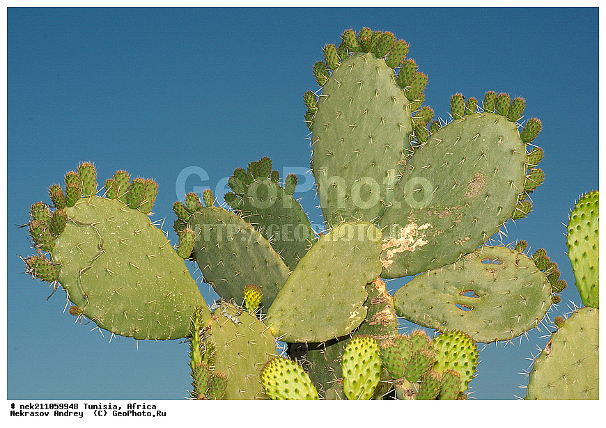 ������, �����, ������, �����������, �����������, �����������, ����������, ������, ������������, ������, �������, ����, ���������, ������, �������, �������, ������, ������������, �������, ���������, ������, ����, �����������, ��������, ������, ���������, ����� ����, �����, ��������, ���������, ���������, �������������, �������������, �������������, �������������, �������, ����, �������, �����, ������, �����, �����, ������ �������, ������������ ������, �������� �����, ����� ����, dragon fruit, ������������ ���, �������� ���, ��������� ���, ������, ��������, ������� ������, ohrenkaktus, Opuntia ficus Indica , ������ ��������, �����, ��������, ���������� ��������, ������������ ��������, ������������ ��������, ������� ��������, ������� ��������, �������������������� ��������, ���������� ��������, ������������, ������������, XYZ, ����������, �������, Cactaceae, ������� ���������, ������� ��������� �����, ������� ��������� ����, ������� ��������, ��������� �������, ��������� ����, ������� �����, ������� �����-������, ������� ��������, ��������� ������, ��������� ����, ��������� ����, ������� �����, ����, ����, Opuntia ficus-indica, Cactus chinensis, Cactus ficus-indica, Cactus opuntia, Opuntia arcei, Opuntia chinensis, Opuntia compressa, Opuntia cordobensis, Opuntia megacantha, Opuntia paraguayensis