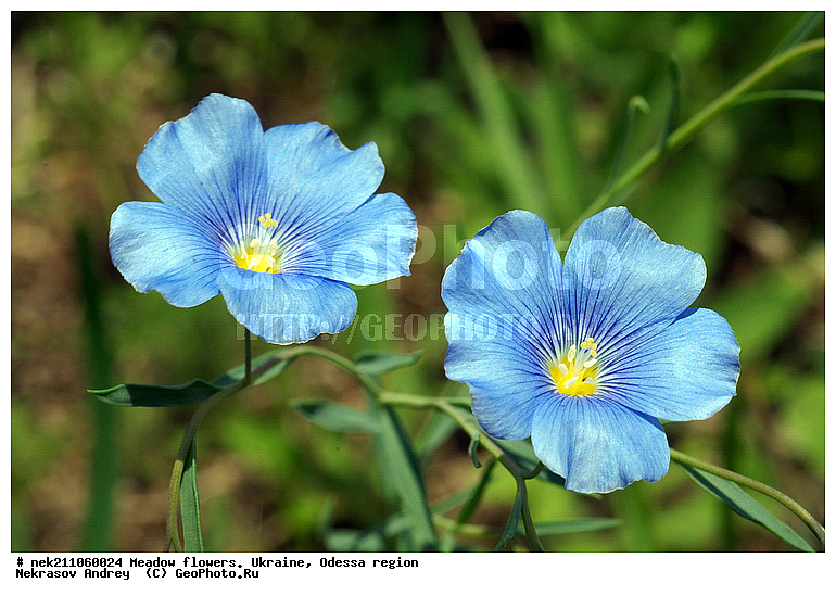 ���, �������� �������, ���, �������, �����, �������, ����, �������, �����, ���, ��� ��������, ����, �������, �������, �������, ��������, ��������, ���������, ����, �������, �������, �������, ���������, ���������, ���������, ��������, ��������, ������, ��������������, ������������, �������, ����, �������, �������, �����, ����������, ����������, �����, ������, ��������, ��������, ��������, �����, �����, ������ ��������, �����, ���������� ��������, ������������ ��������, ������������ ��������, ������, �����, XYZ, �������, Linaceae, ˸� ��������, ˸� ��������, ˸� ����������, ˸� ������������, ��� ��������, ��� ��������, ��� ����������, ��� ������������, ��������, ˸�-��������, Linum usitatissimum