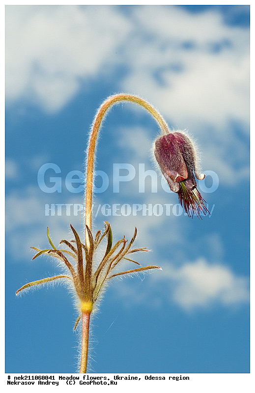 ���, �������� �������, ���, ���-�����, �������, �����, ����, �������, �����, ����, �������, �������, �������, ��������, ��������, ���������, ����, �������, �������, �������, ���������, ���������, ���������, �������� �������, ��������, ��������, ������, ��������������, ������������, �������, ����, �������, �������, �����, ����������, ����������, �����, ������, ��������, ��������, ��������, �����, �����, ������ ��������, �����, ���������� ��������, ������������ ��������, ������������ ��������, ������, �����, XYZ, ���������, Ranunculaceae, �������� �������, ���-����� �������, Pulsatilla pratensis