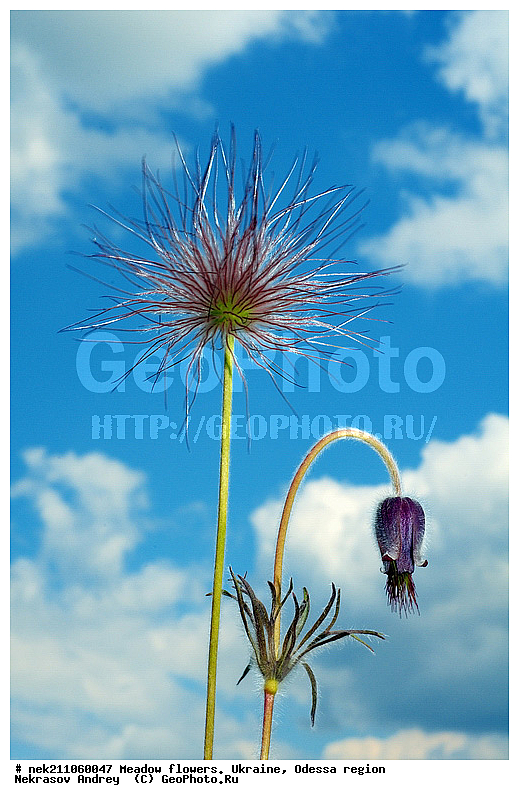 ���, �������� �������, ���, ���-�����, �������, �����, ����, �������, �����, ����, �������, �������, �������, ��������, ��������, ���������, ����, �������, �������, �������, ���������, ���������, ���������, �������� �������, ��������, ��������, ������, ��������������, ������������, �������, ����, �������, �������, �����, ����������, ����������, �����, ������, ��������, ��������, ��������, �����, �����, ���, ����, ����, ������ ��������, �����, ���������� ��������, ������������ ��������, ������������ ��������, ������, �����, XYZ, ���������, Ranunculaceae, �������� �������, ���-����� �������, Pulsatilla pratensis