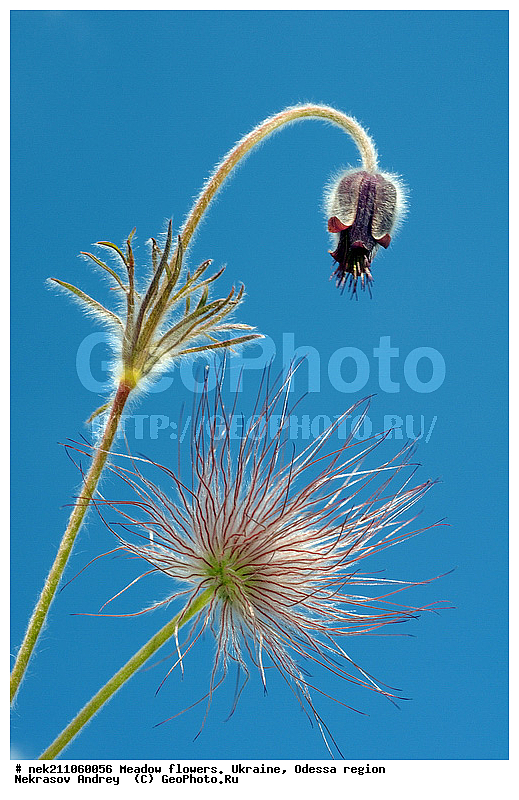 ���, �������� �������, ���, ���-�����, �������, �����, ����, �������, �����, ����, �������, �������, �������, ��������, ��������, ���������, ����, �������, �������, �������, ���������, ���������, ���������, �������� �������, ��������, ��������, ������, ��������������, ������������, �������, ����, �������, �������, �����, ����������, ����������, �����, ������, ��������, ��������, ��������, �����, �����, ���, ����, ����, ������ ��������, �����, ���������� ��������, ������������ ��������, ������������ ��������, ������, �����, XYZ, ���������, Ranunculaceae, �������� �������, ���-����� �������, Pulsatilla pratensis