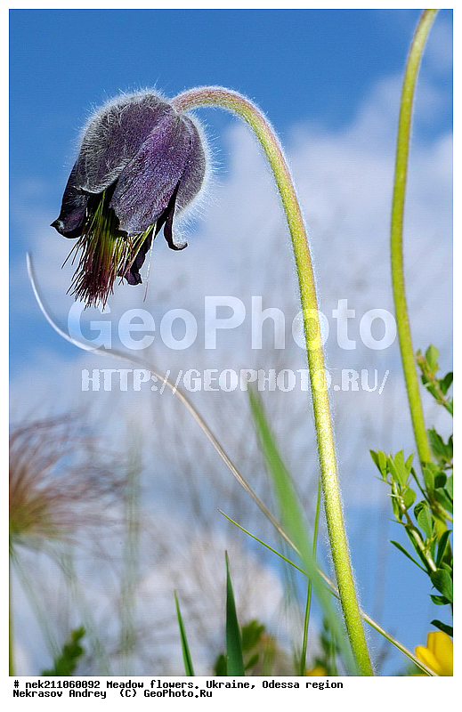 ���, �������� �������, ���, ���-�����, �������, �����, ����, �������, �����, ����, �������, �������, �������, ��������, ��������, ���������, ����, �������, �������, �������, ���������, ���������, ���������, �������� �������, ��������, ��������, ������, ��������������, ������������, �������, ����, �������, �������, �����, ����������, ����������, �����, ������, ��������, ��������, ��������, �����, �����, ������ ��������, �����, ���������� ��������, ������������ ��������, ������������ ��������, ������, �����, XYZ, ���������, Ranunculaceae, �������� �������, ���-����� �������, Pulsatilla pratensis