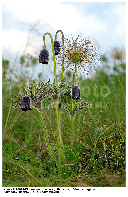 ���, �������� �������, ���, ���-�����, �������, �����, ����, �������, �����, ����, �������, �������, �������, ��������, ��������, ���������, ����, �������, �������, �������, ���������, ���������, ���������, �������� �������, ��������, ��������, ������, ��������������, ������������, �������, ����, �������, �������, �����, ����������, ����������, �����, ������, ��������, ��������, ��������, �����, �����, ������ ��������, �����, ���������� ��������, ������������ ��������, ������������ ��������, ������, �����, XYZ, ���������, Ranunculaceae, �������� �������, ���-����� �������, Pulsatilla pratensis