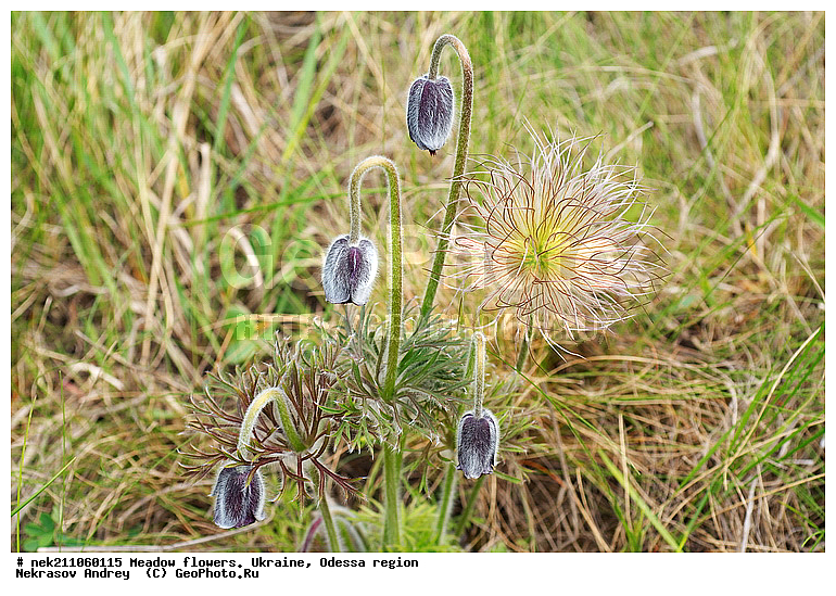 ���, �������� �������, ���, ���-�����, �������, �����, ����, �������, �����, ����, �������, �������, �������, ��������, ��������, ���������, ����, �������, �������, �������, ���������, ���������, ���������, �������� �������, ��������, ��������, ������, ��������������, ������������, �������, ����, �������, �������, �����, ����������, ����������, �����, ������, ��������, ��������, ��������, �����, �����, ������ ��������, �����, ���������� ��������, ������������ ��������, ������������ ��������, ������, �����, XYZ, ���������, Ranunculaceae, �������� �������, ���-����� �������, Pulsatilla pratensis