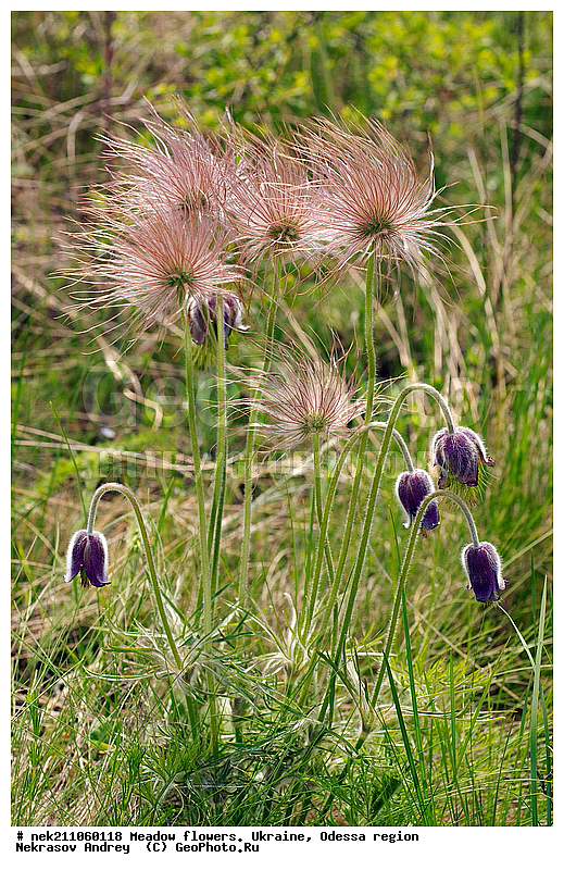 ���, �������� �������, ���, ���-�����, �������, �����, ����, �������, �����, ����, �������, �������, �������, ��������, ��������, ���������, ����, �������, �������, �������, ���������, ���������, ���������, �������� �������, ��������, ��������, ������, ��������������, ������������, �������, ����, �������, �������, �����, ����������, ����������, �����, ������, ��������, ��������, ��������, �����, �����, ������ ��������, �����, ���������� ��������, ������������ ��������, ������������ ��������, ������, �����, XYZ, ���������, Ranunculaceae, �������� �������, ���-����� �������, Pulsatilla pratensis