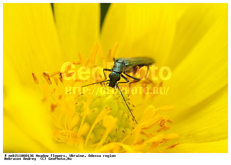 Ectognatha, Insecta, Insecta-Ectognatha, ������, ������ ��������, ��������, ���, ���������, �������� �������, ���, �������, �������������, ���������, �����, ����, �������, ���, ������, ������, �����, ���, ������, ����, �������, �������, �������, �����, ���������, ��������, ��������, �������, ���������, ����, �������, �������, �������, ���������, ���������, ���������, ��������, ��������, ������, ��������������, ������������, �������, ����, �����, �������, �������, �����, �������, ����������, ����������, �����, ������, ������, ��������, ��������, ��������, �����, �����������, �����, ������ ��������, �����, ���������� ��������, ������������ ��������, ������������ ��������, ������, �����, XYZ, ���������, Ranunculaceae, ������ ��������, ��������� ��������, ���������� ��������, �������� ��������, ���������, �������� �����. ������ ���, �������, ������ �����, ����������, ������ ����, Adonis vernalis, Adonanthe vernalis, Chrysocyathus vernalis, ��������������, �������������, ��������������