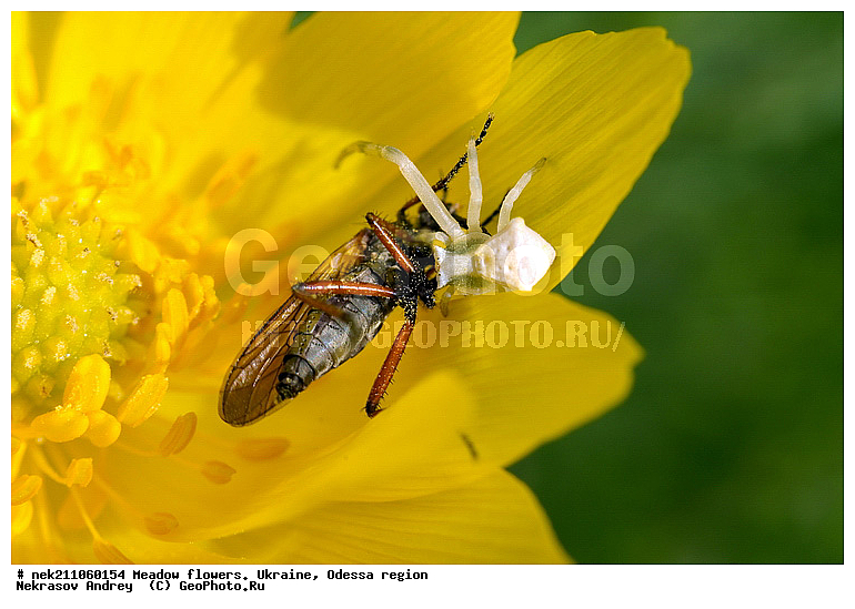 Ectognatha, Insecta, Insecta-Ectognatha, ������, ������ ��������, ��������, ���, ���������, �������� �������, ���, �������, �������������, ���������, �����, ����, �������, ������, �����, ������, ����, �������, �������, �������, �����, ���������, ��������, ��������, ���, ���������, �����, �������, ������, ������ ���, ����, �������, �������, �������, ���������, ���������, ���������, ��������, ��������, ������, ��������������, ������������, �������, ����, �������, �������, �����, ����������, ����������, �����, ������, ������, ��������, ��������, ��������, �����, �����������, �����, ������ ��������, �����, ���������� ��������, ������������ ��������, ������������ ��������, ������, �����, XYZ, ���������, Ranunculaceae, ������ ��������, ��������� ��������, ���������� ��������, �������� ��������, ���������, �������� �����. ������ ���, �������, ������ �����, ����������, ������ ����, Adonis vernalis, Adonanthe vernalis, Chrysocyathus vernalis, ��������������, �������������, ��������������