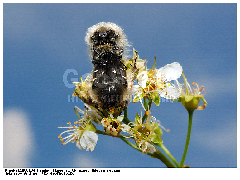 Ectognatha, Insecta, Insecta-Ectognatha, epicometis, hirta, poda, ��������, ���, ���������, �������� �������, ���, �������, �������������, ���������, ������, �����, ������, ��������, �����, �������, �������, ����, ������, ����� �����, �������, �����, ��������, ���, ��������, ������, ������, ��������, ��������, ����, �������, �������, �������, �����, �������, ��������, ���������, ����������, ����, ������, ��������, ��������, ������, �������, �������, ������������, ���������, ������, ��������, ����, �������, �������, �����, �������, ���������, ���������, ���������, ������������, ������, ��������, ��������, ������, ��������������, ������������, �������, ���, ����, ����, ��������, ��������, �������, �������, �����, �������, �������, ����������, ����������, �����, ���, ���������, ����, ��������, ������, ������, ��������, ��������, ��������, �����, �����������, �����, ����, ���, ����, ����, ���, ����, ����, ��������������, �������������, ��������������