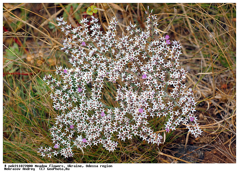 Limonium vulgare, ������, ������ ������������, ���, �������� �������, ���, ������������, �������, �����, ����, �������, �����, ����, �������, �������, �������, ��������, ��������, ���������, ����, �������, �������, �������, ���������, ���������, ���������, �������� �������, ��������, ��������, ������, ��������������, ������������, �������, ����, �������, �������, �����, ����������, ����������, �����, ������, ��������, ��������, ��������, �����, �����, ������ ��������, �����, ���������� ��������, ������������ ��������, ������������ ��������, ������, �����, XYZ, ������������, �����������, Plumbaginaceae, ������ ������������, Limonium vulgare, Statice behen, Statice limonium