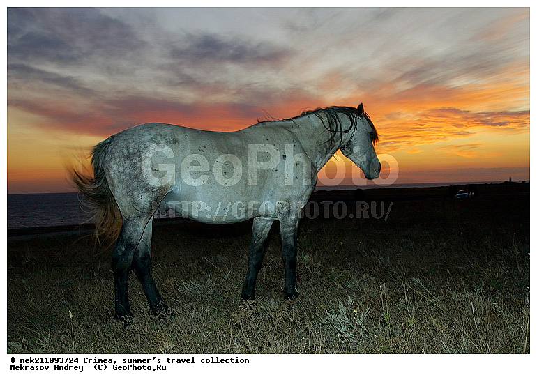 ����, �����, ������������� ����, �����, ����, ��������� ���������, ����, ������, ���, ����, ��������, �������, ����, ������, �����, ������, ���, �����, ��������, ��������, �������������, �������������, �����, �����, XYZ, ���������, Equidae, �������� ������, Equus ferus caballus