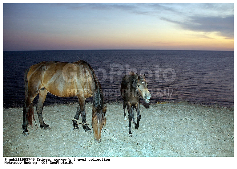 ����, �����, ������������� ����, �����, ����, ��������� ���������, ����, ������, ���, ����, ��������, �������, ����, ������, ����, �����, ������, ���, �����, ��������, ��������, �������������, �������������, �����, �����, XYZ, ���������, Equidae, �������� ������, Equus ferus caballus