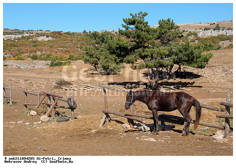 ��-�����, ����, ����, ��������, ��������, ��������, �����, ���, ����������, �, �������� ����, ���, ����, ������, ������, ������, ������, ������ ��������, ����, ��������, ����, ����, ������, ������, �������, �����, �������, �����������, ������, ������������� �����, ��������, ��������, �������������, �������������, �����, �����, XYZ, ���������, Equidae, �������� ������, Equus ferus caballus