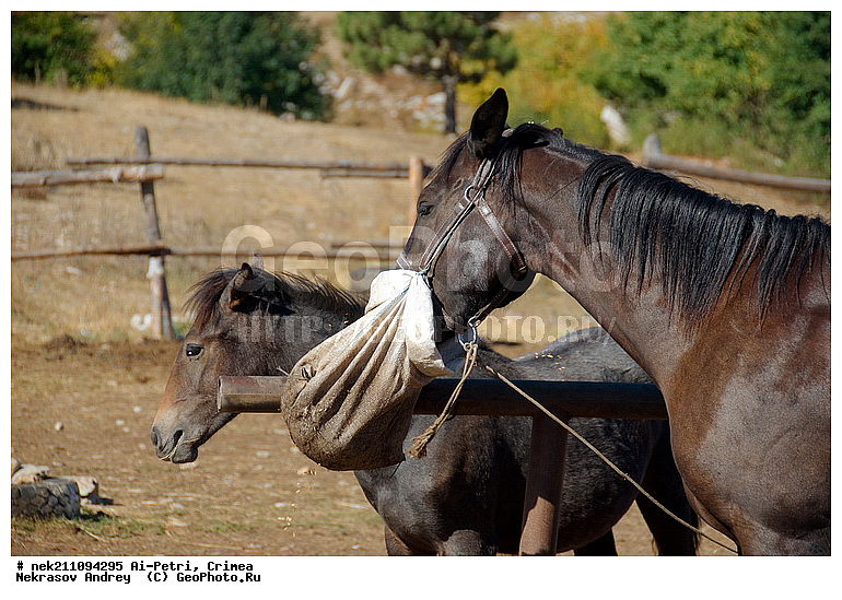 ��-�����, ����, ����, ��������, ��������, ��������, �����, ���, ����������, �, �������� ����, ���, ����, ������, ������, ������, ������, ������ ��������, ����, ��������, ����, ����, ������, ������, �������, �����, �������, �����������, ������, ������������� �����, ��������, ��������, �������������, �������������, �����, �����, XYZ, ���������, Equidae, �������� ������, Equus ferus caballus