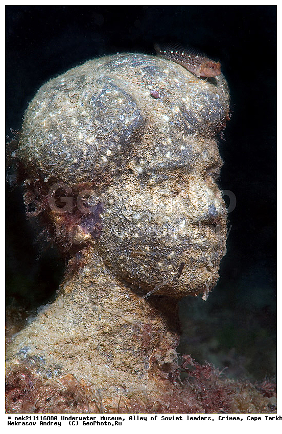 Blennius tentacularis, �������������, ����, ���� ������. ����, ������, �������, �������, ����, ��������� ���, ��������� �����, ������, ������ ������, ������, ������, �������, ������� ������� �������, ������� ����, ������ ����, ������, ������ ����, ���� ������, ���, ����, �, ���, ����, ������, ������, �����, ���������, ������, ������, �������, ������, �������, ���, ���, ��������, ����� ����, �����������, ���������������, �������������, �������������, ��������, ������������, �������, ����, ��������, ��������, ��������, ����, ��������, ��������������, ��������������, ���������, ����, �������, �������, �������, �����, ��� ���������, ��, ���������, ��������� ����, ���������, �����, ��������, ���������, �������, ����������, ���������� ��� ����, ���, ���������, ��������� ����������, ���������, ���������, ���������, ��������� ����������, ���������, ��������� �����, ��������� �����, ��� �����, ��������, ����, ����������, ������������, ����, �����, ����������, ������������, ����������, ������, �������, �������, ��������������, ������������, ������������, ������������