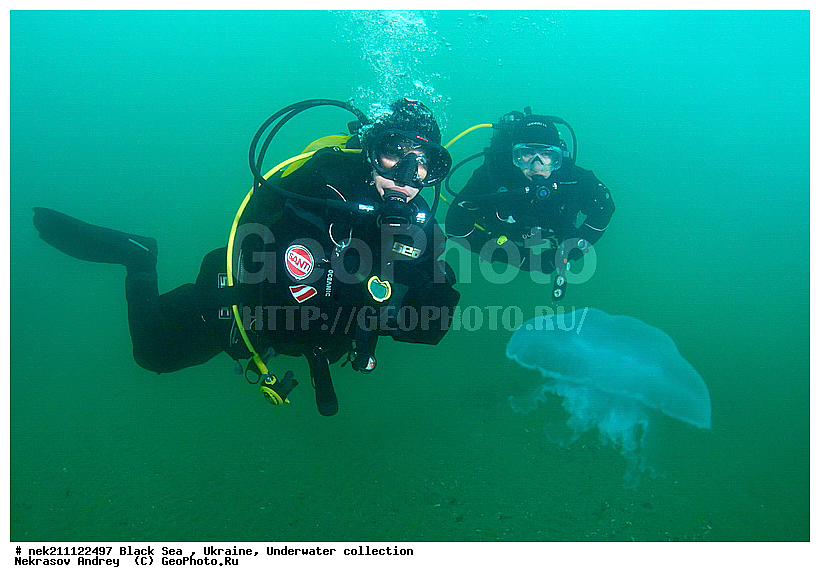 Aurelia, aurita, �������, ��������� ���, �������, ������� ����, ������ ����, ������, ������ ����, �����������, ������, ��������, �, ���, ����, ������, ������, ������, �����, ������, �������, ������, �������, ���, ����� �������, ��������, ��������, ����� ����, ����, ����, ������, ����, �������, ������� �����, �������, �������, ��, ���������, ��������� ����, ���������, �����, ����������, ���������� ��� ����, ���, ���������, ��������� ����������, ���������, ���������, ���������, ��������� ����������, ���������, ��������� �����, ��� �����, ����������, �������, ������������, ������������, ������������, ������� � ��������� ���, ������� � �������