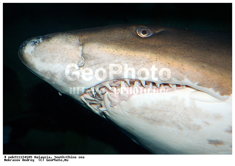 Carcharias, Carcharias taurus, sand tiger shark, taurus, ��������, ��������� ���, ����-��������� ����, �����������, �����, �����, ������, ��������, ����, ������, ������, �����, ������, �������, ������, �������, ����� �������, ��������, ��������, ��������, ����� ����, ����, ����������, ����������, ����������, �������, ����, �������, ������� �����, �������, �������, ���������, ��������� ����, ���������, ������������, ������������ �������� �����, �����, ������������, ������������, ���������, �������, �������, �������, ��������, �������� �������� �����, ����������, ���������� ��� ����, ���, ���������, ��������� ����������, ���������, ���������, ���������, ��������� ����������, ���������, ��������� �����, ��� �����, ��������, ����������, �������, �������, �������, ����, ����, ����, ��������, ��������, ��������, �������, �����������, �����������, �����������, ������, ������, �������, ������, ��������, ����-��������� ����, ������������� ����, �������������, �������������, Laut China Selatan, ������������� ����, ����� �����, �������������, �������������, �����������
