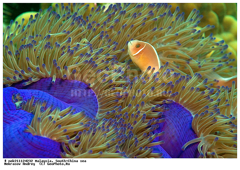 Amphiprion, Amphiprioninae, Amphiprion perideraion, Pink skunk clownfish, Premnas, ���������, ��������, �������� ����, ��������, ����, �������������, ��������� ���, �������������, ����-������, ��������, ����-��������� ����, �����������, ������, ��������, ����, ������, ������, �����, ������, �������, ������, �������, ����� �������, ��������, ��������, ����� ����, ����, �����, ������, ����������, ����������, ����������, �������, ����, �������, ������� �����, �������, �������, ���������, ��������� ����, ���������, �����, ������������, ������������, ���������, ����������, ���������� ��� ����, ���, ���������, ��������� ����������, ���������, ���������, ���������, ��������� ����������, ���������, ��������� �����, ��� �����, ��������, ����������, �������, �������, �������, ����, ����, ����-�����, ����, ����-������, ��������, ��������, �������, �����������, �����������, �����������, ����-��������� ����, ������������� ����, �������������, �������������, Laut China Selatan, ������������� ����, ����� �����, �������������, �������������, �����������