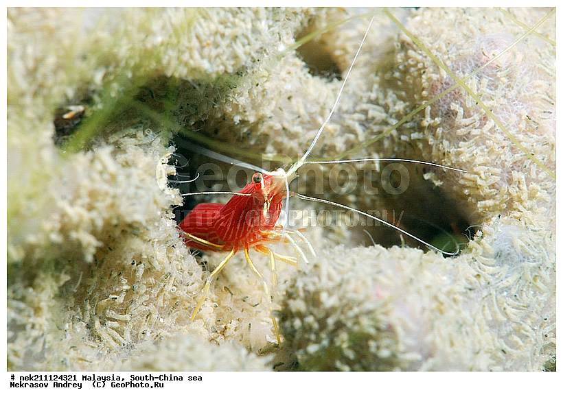 Periclimenes magnificus, ��������, ��������-����������, ��������, ��������� ���, ����-��������� ����, �����������, ������, ��������, ����, ������, ������, ������, �����, ������, �������, ������, �������, ����� �������, ��������, ��������, ����� ����, ����, ����������, ����������, ����������, �������, �������, �������-�������, ����, �����, �����������, �����, ��������, �������, ������� �����, �������, �������, ���������, ��������� ����, ���������, �����, ������������, ������������, ���������, ����������, ���������� ��� ����, ���, ���������, ��������� �����������, ��������� ����������, ���������, ���������, ���������, ��������� ����������, ���������, ��������� �����, ��� �����, ����������, �������, �������, �������, ����, ��������, ��������, �������, �����������, �����������, �����������, ����������, ����-��������� ����, ������������� ����, �������������, �������������, Laut China Selatan, ������������� ����, ����� �����, �������������, �������������, �����������