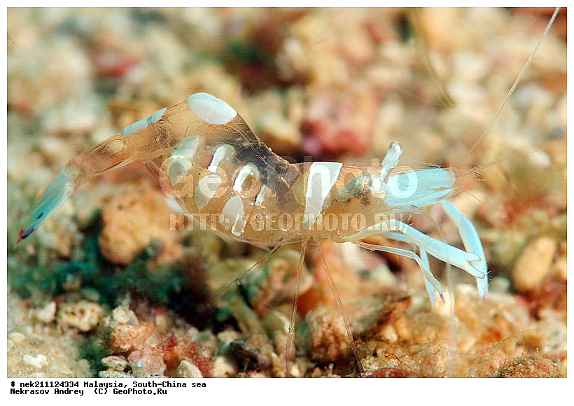 Periclimenes magnificus, ��������, ��������-����������, ��������, ��������� ���, ����-��������� ����, �����������, ������, ��������, ����, ������, ������, ������, �����, ������, �������, ������, �������, ����� �������, ��������, ��������, ����� ����, ����, ����������, ����������, ����������, �������, ����, �����, �����������, �����, ��������, �������, ������� �����, �������, �������, ���������, ��������� ����, ���������, �����, ������������, ������������, ���������, ����������, ���������� ��� ����, ���, ���������, ��������� �����������, ��������� ����������, ���������, ���������, ���������, ��������� ����������, ���������, ��������� �����, ��� �����, ����������, �������, �������, �������, ����, ��������, ��������, �������, �����������, �����������, �����������, ����������, ����-��������� ����, ������������� ����, �������������, �������������, Laut China Selatan, ������������� ����, ����� �����, �������������, �������������, �����������