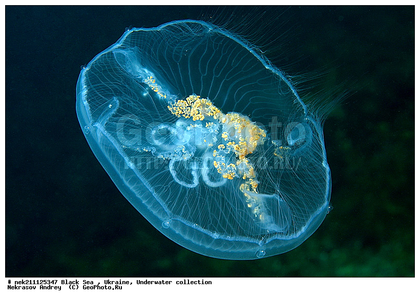 Aurelia, aurita, �������, ��������� ���, �������, ������� ����, ������ ����, ������, ������ ����, �����������, ������, ��������, �, ���, ����, ������, ������, ������, �����, ������, �������, ������, �������, ���, ����� �������, ��������, ��������, ����� ����, ����, ����, ������, ����, �������, ������� �����, �������, �������, ��, ���������, ��������� ����, ���������, �����, ����������, ���������� ��� ����, ���, ���������, ��������� ����������, ���������, ���������, ���������, ��������� ����������, ���������, ��������� �����, ��� �����, ����������, �������, ������������, ������������, ������������