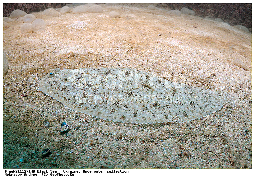 �������, ������� ����, ������ ����, ������, ������ ����, �����������, ������, ��������, �, ���, ����, ������, ������, ������, �����, ������, ������, �������, ������, �������, ���, ����� �������, ��������, ��������, ����� ����, ����, ����, ����, �������, ������� �����, �������, �������, ��, ���������, ��������� ����, ���������, �����, ����������, ���������� ��� ����, ���, ���������, ��������� ����������, ���������, ���������, ���������, ��������� ����������, ���������, ��������� ���, ��������� �����, ��� �����, ����������, ����, ����, ������������, ������������, ������������