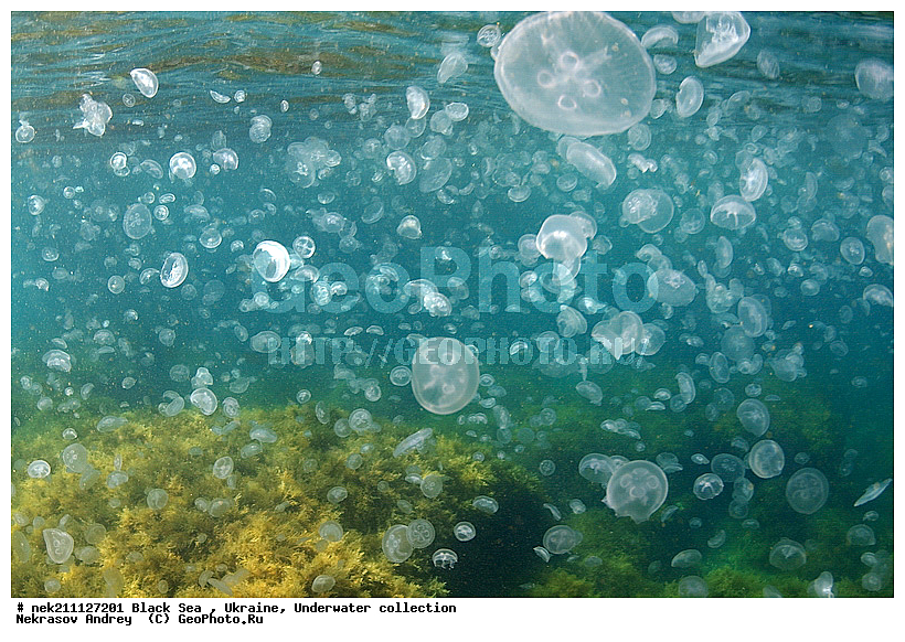 Aurelia, aurita, �������, ��������� ���, �������, ������� ����, ������ ����, ������, ������ ����, �����������, ������, ��������, �, ���, ����, ������, ������, ������, �����, ������, �������, ������, �������, ���, ����� �������, ��������, ��������, ����� ����, ����, ����, ������, ����, �������, ������� �����, �������, �������, ��, ���������, ��������� ����, ���������, �����, ����������, ���������� ��� ����, ���, ���������, ��������� ����������, ���������, ���������, ���������, ��������� ����������, ���������, ��������� �����, ��� �����, ����������, �������, ������������, ������������, ������������