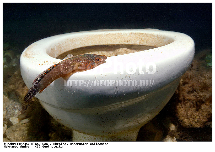 Lepadogaster, lepadogaster, ��������� ���, �������, ������� ����, ������ ����, ������, ������ ����, �����������, ������, �����, ��������, �, ���, ����, ������, ������, �����, ������, �������, ������, �������, ���, ����� �������, ��������, ��������, ����� ����, ����, ������������, ����, �����, �����������, �����, ��������, ����, �������, ������� �����, �������, �������, ��, ���������, ��������� ����, ���������, �����, ����������, ���������� ��� ����, ���, ���������, ��������� �����������, ��������� ����������, ���������, ���������, ���������, ��������� ����������, ���������, ��������� �����, ��� �����, ��������, ����������, ����������, �����, ������, �������, ������������, ������������, ������������