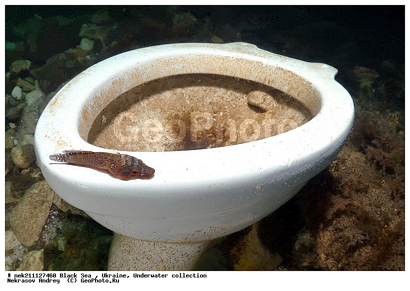 Lepadogaster, lepadogaster, ��������� ���, �������, ������� ����, ������ ����, ������, ������ ����, �����������, ������, �����, ��������, �, ���, ����, ������, ������, �����, ������, �������, ������, �������, ���, ����� �������, ��������, ��������, ����� ����, ����, ������������, ����, �����, �����������, �����, ��������, ����, �������, ������� �����, �������, �������, ��, ���������, ��������� ����, ���������, �����, ����������, ���������� ��� ����, ���, ���������, ��������� �����������, ��������� ����������, ���������, ���������, ���������, ��������� ����������, ���������, ��������� �����, ��� �����, ��������, ����������, ����������, �����, ������, �������, ������������, ������������, ������������