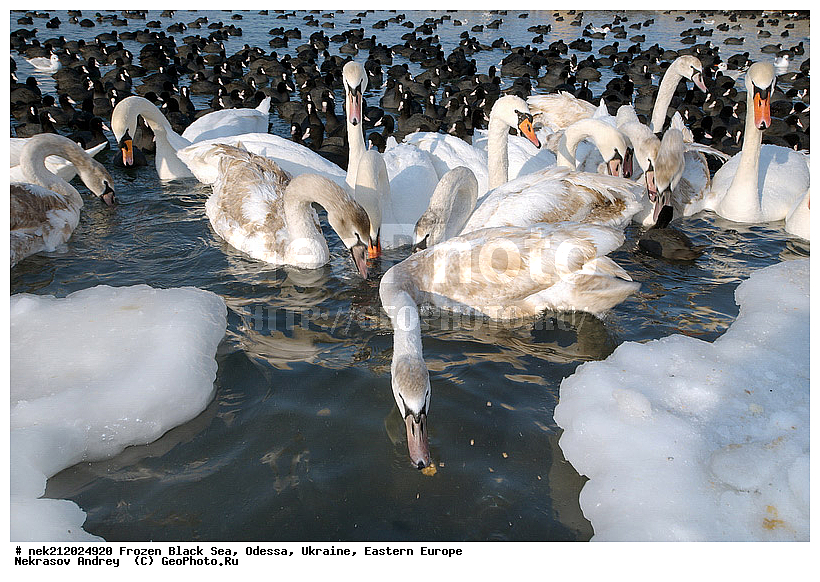 Black Sea, Cygnus, Fulica atra, melanocoryphus, ���������������, ������, �������, ������ ����, �����, ����, �������������, ������������� �����, �������������, ��������, ��������, �����, ���������, ������������, ����, ������, ������, ���, �������, �����, ������, ������, ����, ����, �����, �������, ��������, �����������, ��������, �����, �����, ����, ����, �����, ������, �����������������, ������������� �����, XYZ, ������, Anatidae, ������-�����, Cygnus olor, �����������, Rallidae, ������, �����, �����������������, ������������� �����, XYZ, ������, Anatidae, ������-�����, Cygnus olor, �����������, Rallidae, ������, �����