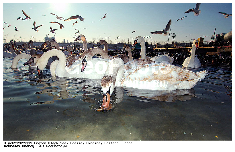 Black Sea, Cygnus, Fulica atra, melanocoryphus, ���������������, ������, �������, ������ ����, �����, ����, �������������, ������������� �����, �������������, ��������, ��������, �����, ���������, ������������, ����, ������, ������, ���, �������, �����, ������, ������, ����, ����, �����, �������, ��������, �����������, ��������, �����, �����, ����, ����, �����, ������, �����������������, ������������� �����, XYZ, ������, Anatidae, ������-�����, Cygnus olor, �����������, Rallidae, ������, �����, �����������������, ������������� �����, XYZ, ������, Anatidae, ������-�����, Cygnus olor, �����������, Rallidae, ������, �����