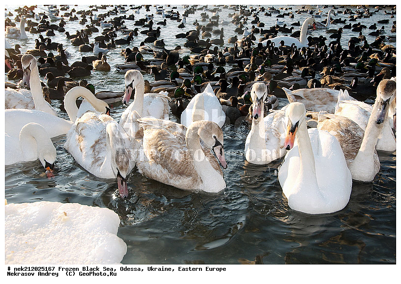 Black Sea, Cygnus, Fulica atra, melanocoryphus, ���������������, ������, �������, ������ ����, �����, ����, �������������, ������������� �����, �������������, ��������, ��������, �����, ���������, ������������, ����, ������, ������, ���, �������, �����, ������, ������, ����, ����, �����, �������, ��������, �����������, ��������, �����, �����, ����, ����, �����, ������, �����������������, ������������� �����, XYZ, ������, Anatidae, ������-�����, Cygnus olor, �����������, Rallidae, ������, �����, �����������������, ������������� �����, XYZ, ������, Anatidae, ������-�����, Cygnus olor, �����������, Rallidae, ������, �����