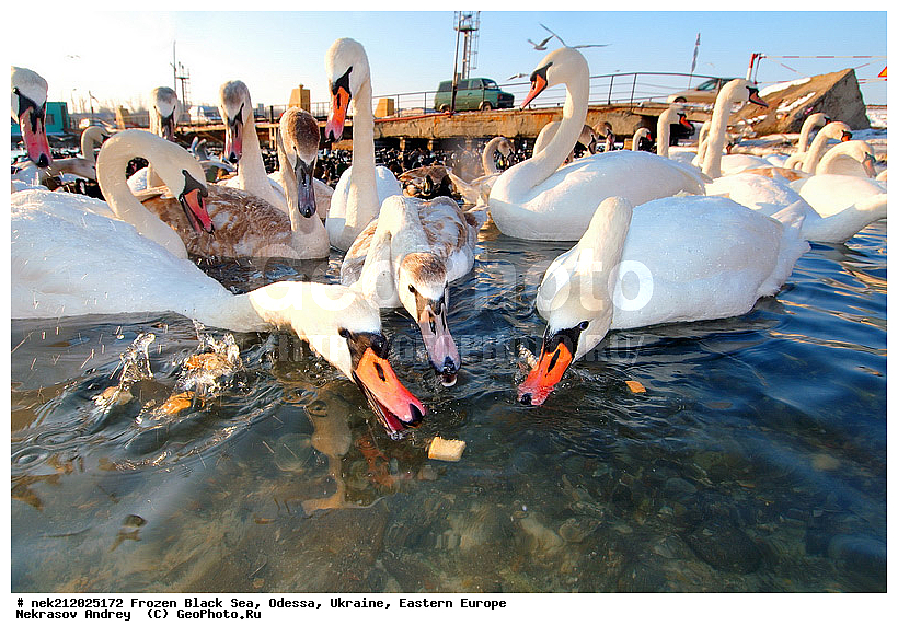Black Sea, Cygnus, Fulica atra, melanocoryphus, ���������������, ������, �������, ������ ����, �����, ����, �������������, ������������� �����, �������������, ��������, ��������, �����, ���������, ������������, ����, ������, ������, ���, �������, �����, ������, ������, ����, ����, �����, �������, ��������, �����������, ��������, �����, �����, ����, ����, �����, ������, �����������������, ������������� �����, XYZ, ������, Anatidae, ������-�����, Cygnus olor, �����������, Rallidae, ������, �����, �����������������, ������������� �����, XYZ, ������, Anatidae, ������-�����, Cygnus olor, �����������, Rallidae, ������, �����