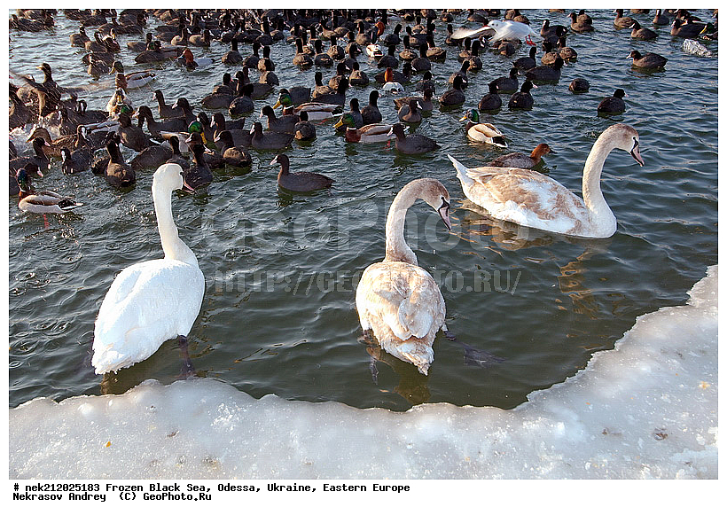Black Sea, Cygnus, Fulica atra, melanocoryphus, ���������������, ������, �������, ������ ����, �����, ����, �������������, ������������� �����, �������������, ��������, ��������, �����, ���������, ������������, ����, ������, ������, ���, �������, �����, ������, ������, ����, ����, �����, �������, ��������, �����������, ��������, �����, �����, ����, ����, �����, ������, �����������������, ������������� �����, XYZ, ������, Anatidae, ������-�����, Cygnus olor, �����������, Rallidae, ������, �����, �����������������, ������������� �����, XYZ, ������, Anatidae, ������-�����, Cygnus olor, �����������, Rallidae, ������, �����