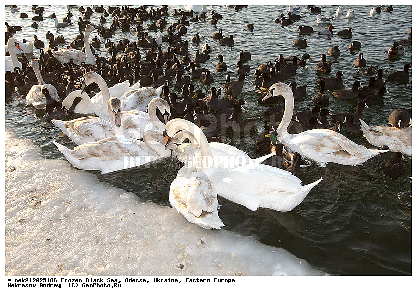 Black Sea, Cygnus, Fulica atra, melanocoryphus, ���������������, ������, �������, ������ ����, �����, ����, �������������, ������������� �����, �������������, ��������, ��������, �����, ���������, ������������, ����, ������, ������, ���, �������, �����, ������, ������, ����, ����, �����, �������, ��������, �����������, ��������, �����, �����, ����, ����, �����, ������, �����������������, ������������� �����, XYZ, ������, Anatidae, ������-�����, Cygnus olor, �����������, Rallidae, ������, �����, �����������������, ������������� �����, XYZ, ������, Anatidae, ������-�����, Cygnus olor, �����������, Rallidae, ������, �����