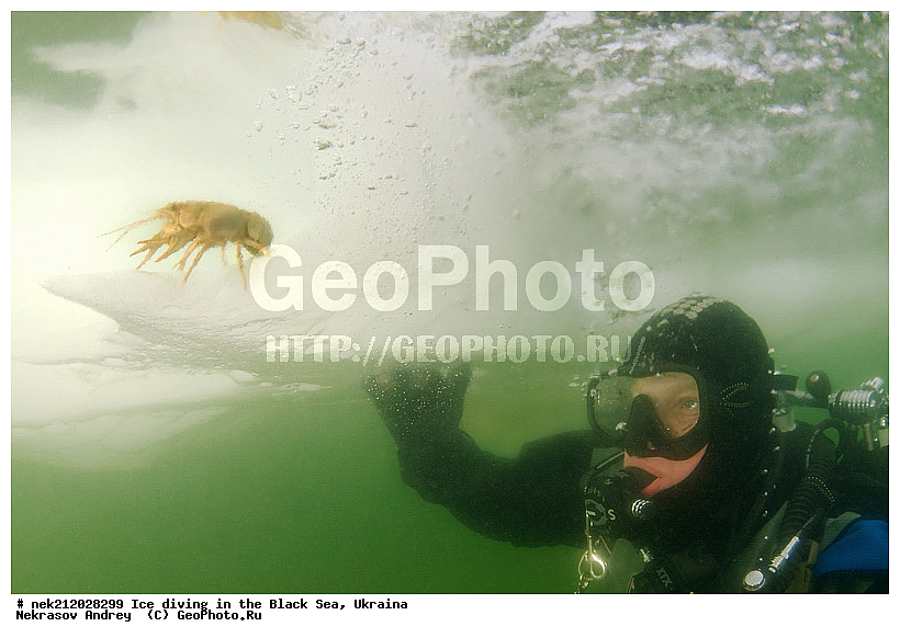 Astacus leptodactilus, ����������, ������, ���������, �������, �������, ������, ������ ����, ������, ���-�������, �����������, ������������, ��������, ��������, ����, ������, �������, ��������, ������ ����, ������, �������, �������, ����������, ��������, ���������, ��������, ���������, �������, ����, ������, ������, ���, �������, ����, ����, ����, �������, �������, ����, �������, ��������, ��������, ������, ����, ��������, ��������, ���������, ���������, ������������, ����������, ���, ��� � ����, ������������, ������, ��������, �����, ����������, �����, ����������, ���������, �����, ������, ��������, �������, ������������, ������������, �������������, �������������, �������, �������, ������� � ��������� ���, ������� � �������