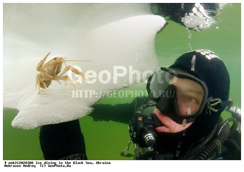 Astacus leptodactilus, ����������, ������, ���������, �������, �������, ������, ������ ����, ������, ���-�������, �����������, ������������, ��������, ��������, ����, ������, �������, ��������, ������ ����, ������, �������, �������, ����������, ��������, ���������, ��������, ���������, �������, ����, ������, ������, ���, �������, ����, ����, ����, �������, �������, ����, �������, ��������, ��������, ������, ����, ��������, ��������, ���������, ���������, ������������, ����������, ���, ��� � ����, ������������, ������, ��������, �����, ����������, �����, ����������, ���������, �����, ������, ��������, �������, ������������, ������������, �������������, �������������, �������, �������, ������� � ��������� ���, ������� � �������