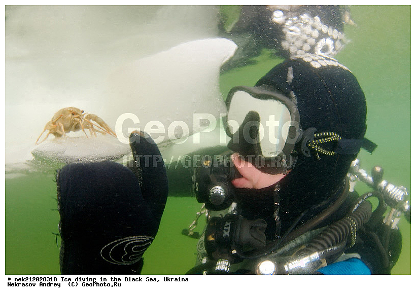 Astacus leptodactilus, ����������, ������, ���������, �������, �������, ������, ������ ����, ������, ���-�������, �����������, ������������, ��������, ��������, ����, ������, �������, ��������, ������ ����, ������, �������, �������, ����������, ��������, ���������, ��������, ���������, �������, ����, ������, ������, ���, �������, ����, ����, ����, �������, �������, ����, �������, ��������, ��������, ������, ����, ��������, ��������, ���������, ���������, ������������, ����������, ���, ��� � ����, ������������, ������, ��������, �����, ����������, �����, ����������, ���������, �����, ������, ��������, �������, ������������, ������������, �������������, �������������, �������, �������, ������� � ��������� ���, ������� � �������