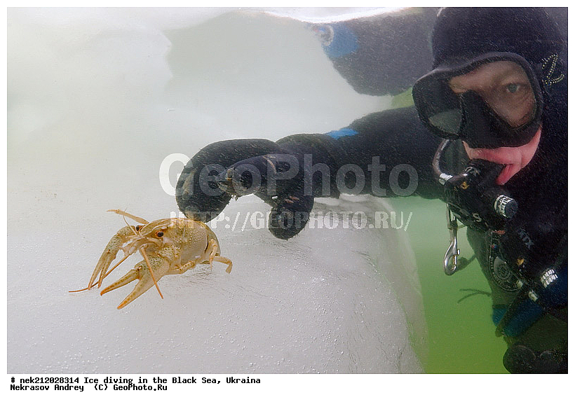 Astacus leptodactilus, ����������, ������, ���������, �������, �������, ������, ������ ����, ������, ���-�������, �����������, ������������, ��������, ��������, ����, ������, �������, ��������, ������ ����, ������, �������, �������, ����������, ��������, ���������, ��������, ���������, �������, ����, ������, ������, ���, �������, ����, ����, ����, �������, �������, ����, �������, ��������, ��������, ������, ����, ��������, ��������, ���������, ���������, ������������, ����������, ���, ��� � ����, ������������, ������, ��������, �����, ����������, �����, ����������, ���������, �����, ������, ��������, �������, ������������, ������������, �������������, �������������, �������, �������, ������� � ��������� ���, ������� � �������
