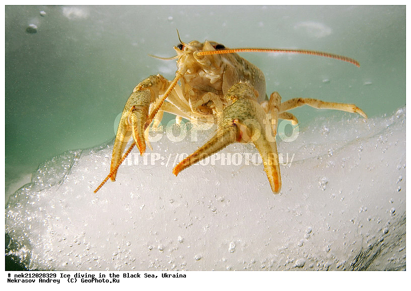 Astacus leptodactilus, ����������, ������, ���������, �������, �������, ������, ������ ����, ������, ���-�������, �����������, ������������, ��������, ��������, ����, ������, �������, ��������, ������ ����, ������, �������, �������, ����������, ��������, ���������, ��������, ���������, �������, ����, ������, ������, ���, �������, ����, ����, ����, �������, �������, ����, �������, ��������, ��������, ������, ����, ��������, ��������, ���������, ���������, ������������, ����������, ���, ��� � ����, ������������, ������, ��������, �����, ����������, �����, ����������, ���������, �����, ������, ��������, �������, ������������, ������������, �������������, �������������, �������, �������