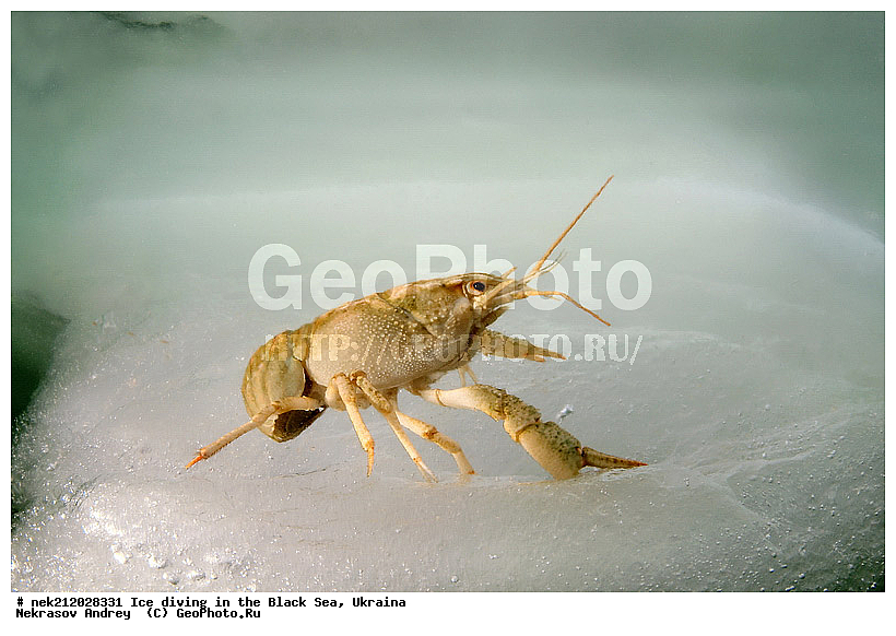 Astacus leptodactilus, ����������, ������, ���������, �������, �������, ������, ������ ����, ������, ���-�������, �����������, ������������, ��������, ��������, ����, ������, �������, ��������, ������ ����, ������, �������, �������, ����������, ��������, ���������, ��������, ���������, �������, ����, ������, ������, ���, �������, ����, ����, ����, �������, �������, ����, �������, ��������, ��������, ������, ����, ��������, ��������, ���������, ���������, ������������, ����������, ���, ��� � ����, ������������, ������, ��������, �����, ����������, �����, ����������, ���������, �����, ������, ��������, �������, ������������, ������������, �������������, �������������, �������, �������