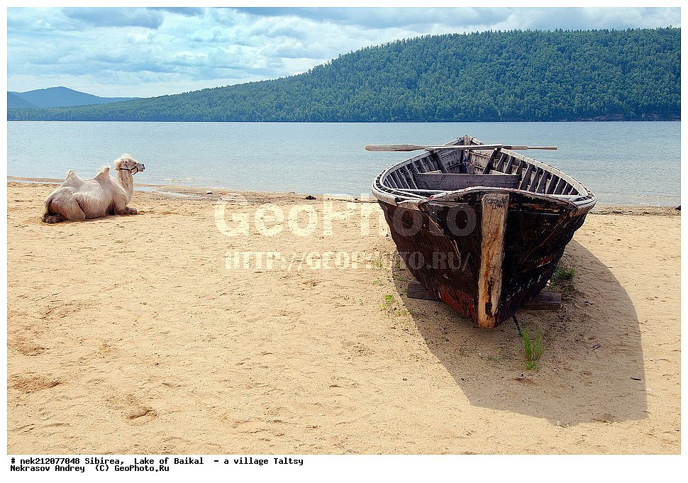 ������, ������,  ������������-��������������� ��������, ������, ���������������������, ���������������, �����������, ������������, ��������, ������������-���������������, ������, �����, �����������, ���������, ����������, ���, ����, ����, ����������, ���������, ����, �������, ��������, ������, ���������, �����������, �������, �������, �����������, ����������, �����������, ����������, ������, ������, �������, ���������,  ���������, ����������, ���������, �������, ��������, ��������, ������,���������, �������, ���������, ��������,����������, �������, ���������� ���������, ������, ����, �����, ���������, ����,  ������, ����, ������, �������, ����, ������, ������, �����, ������, �����������, ���������, ������,  ���������, ������, ����������, ������, �������, ���������,  
������, �����, ������, ��������, ��������, ��������, ������, �����, ������, ���������, ���������, ���������, ������, �������������, ��������, ���������, ���������������������, �����������, ��������, �������,  ��, �������, ���������, �������, , ������, ���������������������, ���������������, �����������, ������������, ��������, ������������-���������������, ������, �����, �����������, ���������, ����������, ���, ����, ����, ����������, ���������, ����, �������, ��������, ������, ���������, �����������, �������, �������, �����������, ����������, �����������, ����������, ������, ������,  �������, ���������,  ���������, ����������, ���������, �������, ��������, ��������, ������,���������, �������, ���������, ��������,����������, �������, ���������� ���������, ������, ����, �����, ���������, ����,  ������, ����, ������, �������, ����, ������, ������, �����, ������, �����������, ���������, ������,  ���������, ������, ����������, ������, �������, ���������,  
������, �����, ������, ��������, ��������, ��������, ������, �����, ������, ���������, ���������, ���������, ������, �������������, ��������, ���������, ���������������������, �����������, ��������, �������,  ��, �������, ���������, �������, , �������, �������, �����, ������, ������, �����������, �����, ���������, �������, ��������, ��������, ��������, Camelus bactrianus, ��������, �����������,	�������������, ��������, ��������, �������������, �������������, �����, �����, XYZ, �����������, Camelidae, ��������� �������, ��������, Camelus bactrianus
