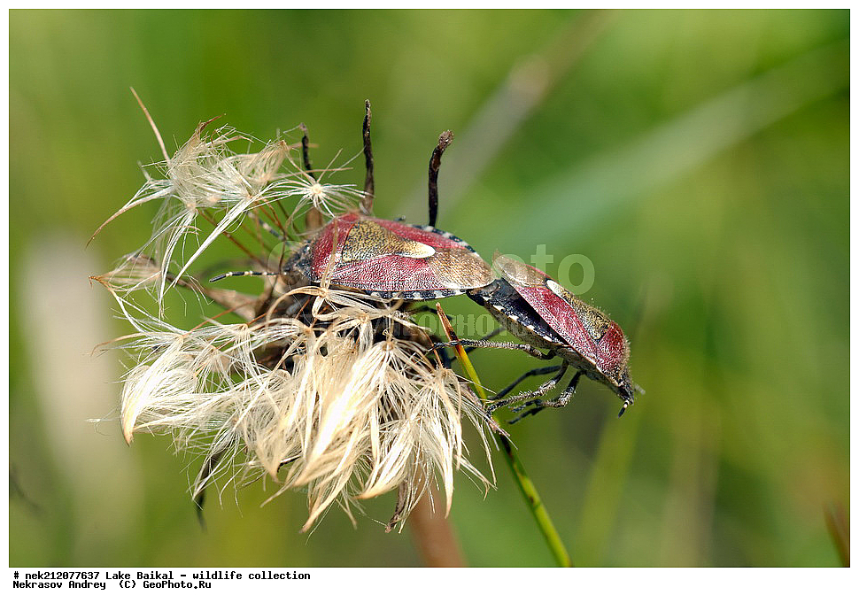 �����������, ���������� ���������, ������, �������, ���������, ���������, ����, ������, ����, ������, ����, ������, ������, �����, ������, ���������, �����, ������,  ���������, ����������, ��������� �������, �����������, �����, ���������, ���������, ����������, ������, ������, �������, ���������, ������, �����, ��������, �������,  ������, 
��, ���������, ���, ������, ��������, ��������, ��������, ������, �����, ����������, ������, �������, �������, �����������, �����������, �����������, ������, ���������, �����������, 
, Taraxacum, ���������, ����������, , �����, ������, ���, ����, ������, ��������, ��������, �����, ��������, �����, ���������, ��������, ������, �������, �������, �������, �������, �������, �������, ������, ������������, ������������, ������, ������������, ������������, ���������, ���������, ���, ����, �����, ������, ����� ������, ������ �����, ����������� ����, ���� ������, ����� ����, ����, ��������� ������, ��������� ����, ������� �����, ��������������, �������������, ��������������