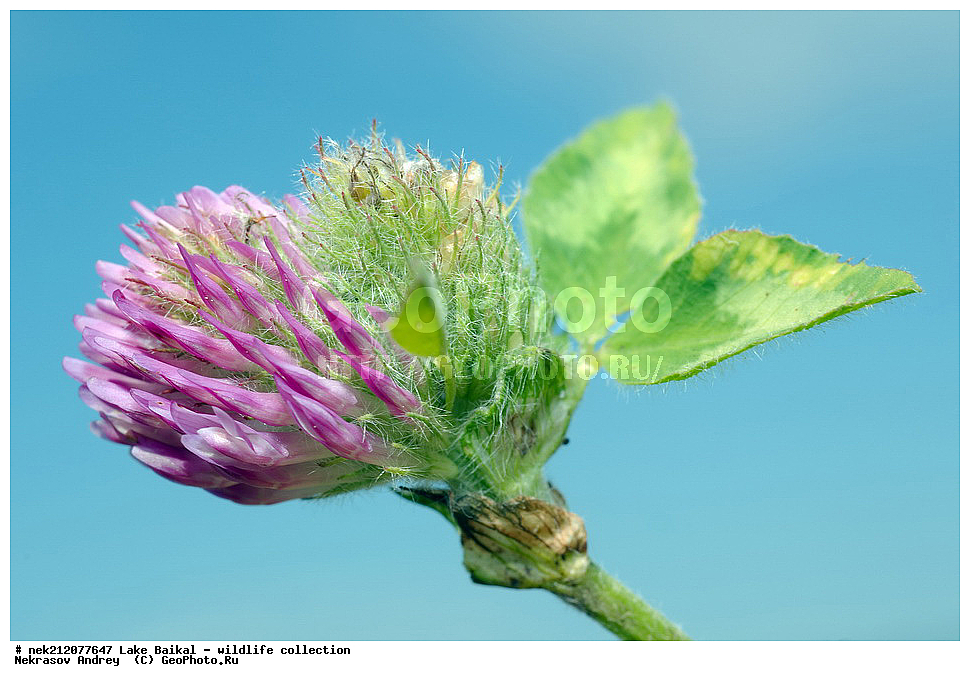 �����������, ���������� ���������, ������, �������, ���������, ���������, ����, ������, ����, ������, ����, ������, ������, �����, ������, ���������, �����, ������,  ���������, ����������, ��������� �������, �����������, �����, ���������, ���������, ����������, ������, ������, �������, ���������, ������, �����, ��������, �������,  ������, 
��, ���������, ���, ������, ��������, ��������, ��������, ������, �����, ����������, ������, �������, �������, �����������, �����������, �����������, ������, ���������, �����������, 
, ������ ����������, ������, ��������,  �������, Trifolium alpestre, Fabaceae, �����, ������, ���, ����, ������, ��������, ��������, �����, ��������, �����, ���������, ��������, ������, �������, �������, �������, �������, �������, �������, ������, ������������, ������������, ������, ������������, ������������, ������, ����� ������, ������ �����, ����������� ����, ���� ������, ����� ����, ����, ��������� ������, ��������� ����, ������� �����, ������ ��������, �����, ���������� ��������, ������������ ��������, ������������ ��������, ������, �����, XYZ, �������, �����������, Fabaceae, Fabaceae, Leguminosae, Papilionaceae, ������ ����������, Trifolium alpestre