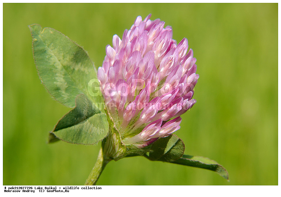 �����������, ���������� ���������, ������, �������, ���������, ���������, ����, ������, ����, ������, ����, ������, ������, �����, ������, ���������, �����, ������,  ���������, ����������, ��������� �������, �����������, �����, ���������, ���������, ����������, ������, ������, �������, ���������, ������, �����, ��������, �������,  ������, 
��, ���������, ���, ������, ��������, ��������, ��������, ������, �����, ����������, ������, �������, �������, �����������, �����������, �����������, ������, ���������, �����������, 
, ������ ����������, ������, ��������,  �������, Trifolium alpestre, Fabaceae, �����, ������, ���, ����, ������, ��������, ��������, �����, ��������, �����, ���������, ��������, ������, �������, �������, �������, �������, �������, �������, ������, ������������, ������������, ������, ������������, ������������, ������, ����� ������, ������ �����, ����������� ����, ���� ������, ����� ����, ����, ��������� ������, ��������� ����, ������� �����, ������ ��������, �����, ���������� ��������, ������������ ��������, ������������ ��������, ������, �����, XYZ, �������, �����������, Fabaceae, Fabaceae, Leguminosae, Papilionaceae, ������ ����������, Trifolium alpestre