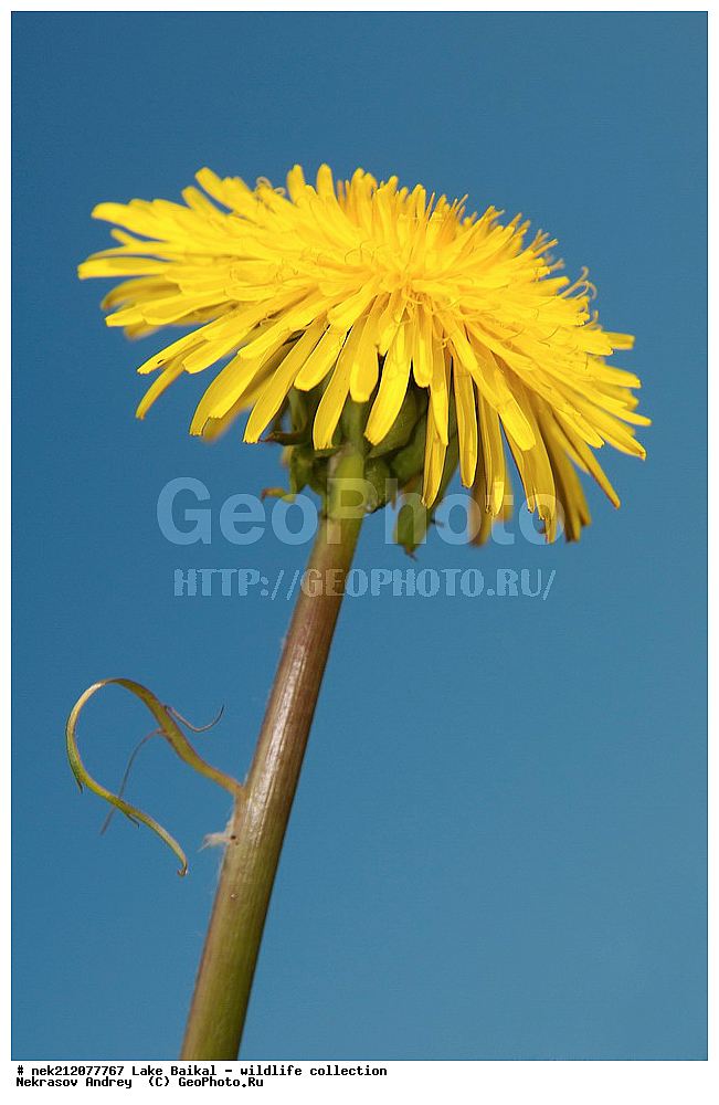 �����������, ���������� ���������, ������, �������, ���������, ���������, ����, ������, ����, ������, ����, ������, ������, �����, ������, ���������, �����, ������,  ���������, ����������, ��������� �������, �����������, �����, ���������, ���������, ����������, ������, ������, �������, ���������, ������, �����, ��������, �������,  ������, 
��, ���������, ���, ������, ��������, ��������, ��������, ������, �����, ����������, ������, �������, �������, �����������, �����������, �����������, ������, ���������, �����������, 
, ���������, Taráxacum, ��������,, ���������, Taraxacum, ��������,, �����, ������, ���, ����, ������, ��������, ��������, �����, ��������, �����, ���������, ��������, ������, ��������, ������, �������, �������, �������, �������, ��������, �����, ��������, ������������, ������������, �����, �������, �������,�����, ������, ���, ��������,������������, ������������ , ������, ����� ������, ������ �����, ����������� ����, ���� ������, ����� ����, ����, ��������� ������, ��������� ����, ������� �����