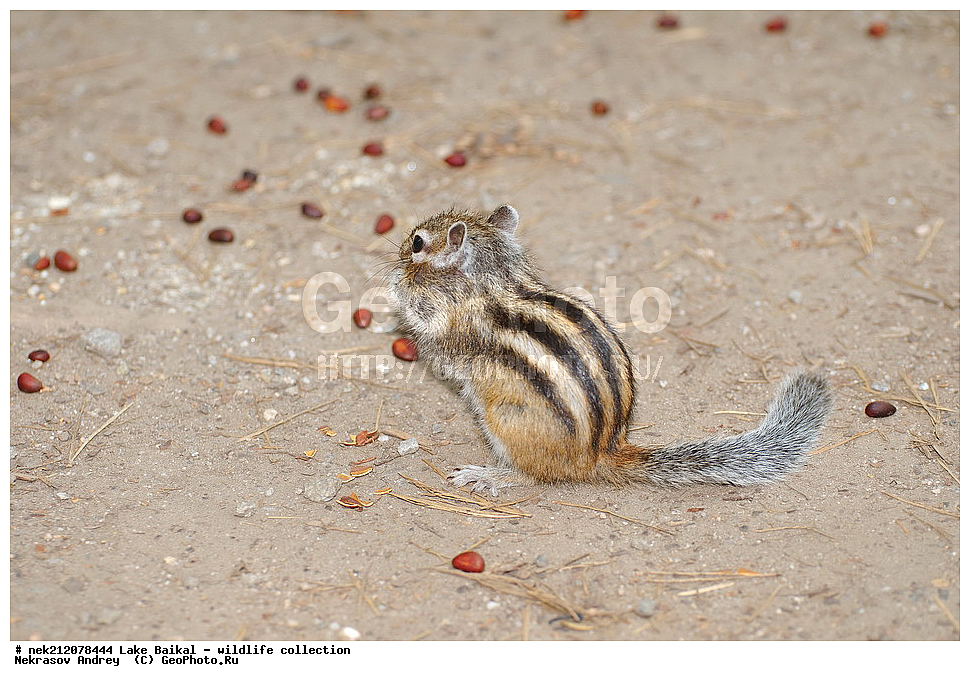 �����������, ���������� ���������, ������, �������, ���������, ���������, ����, ������, ����, ������, ����, ������, ������, �����, ������, ���������, �����, ������,  ���������, ����������, ��������� �������, �����������, �����, ���������, ���������, ����������, ������, ������, �������, ���������, ������, �����, ��������, �������,  ������, 
��, ���������, ���, ������, ��������, ��������, ��������, ������, �����, ����������, ������, �������, �������, �����������, �����������, �����������, ������, ���������, �����������, 
, ���������, ���������, ��������, ��������� ��������, ����������, ������,  �������, �������, ��������, ��������, �����, �������, Tamias, Tamias sibiricus, �������������, �������������, ������, ����� ������, ������ �����, ����������� ����, ���� ������, ����� ����, ����, ��������� ������, ��������� ����, ������� ����� 