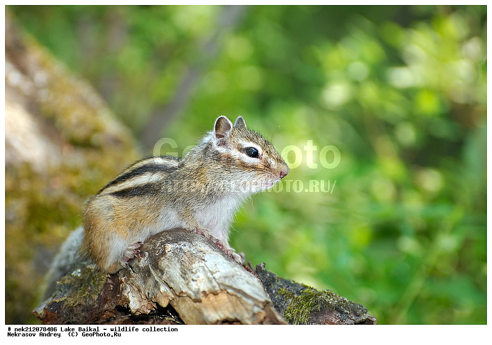 �����������, ���������� ���������, ������, �������, ���������, ���������, ����, ������, ����, ������, ����, ������, ������, �����, ������, ���������, �����, ������,  ���������, ����������, ��������� �������, �����������, �����, ���������, ���������, ����������, ������, ������, �������, ���������, ������, �����, ��������, �������,  ������, 
��, ���������, ���, ������, ��������, ��������, ��������, ������, �����, ����������, ������, �������, �������, �����������, �����������, �����������, ������, ���������, �����������, 
, ���������, ���������, ��������, ��������� ��������, ����������, ������,  �������, �������, ��������, ��������, �����, �������, Tamias, Tamias sibiricus, �������������, �������������, ������, ����� ������, ������ �����, ����������� ����, ���� ������, ����� ����, ����, ��������� ������, ��������� ����, ������� ����� 