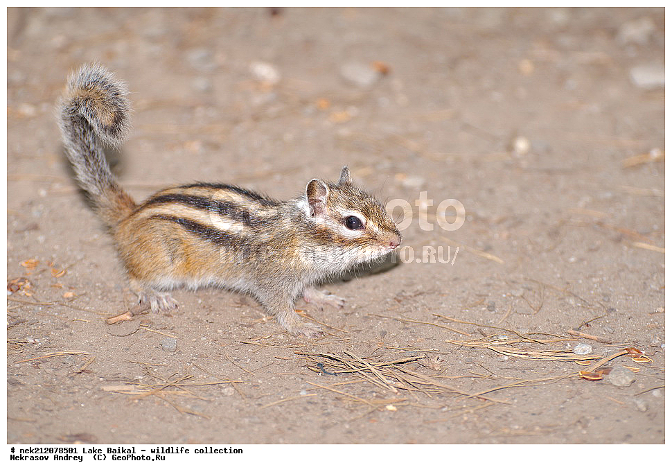 �����������, ���������� ���������, ������, �������, ���������, ���������, ����, ������, ����, ������, ����, ������, ������, �����, ������, ���������, �����, ������,  ���������, ����������, ��������� �������, �����������, �����, ���������, ���������, ����������, ������, ������, �������, ���������, ������, �����, ��������, �������,  ������, 
��, ���������, ���, ������, ��������, ��������, ��������, ������, �����, ����������, ������, �������, �������, �����������, �����������, �����������, ������, ���������, �����������, 
, ���������, ���������, ��������, ��������� ��������, ����������, ������,  �������, �������, ��������, ��������, �����, �������, Tamias, Tamias sibiricus, �������������, �������������, ������, ����� ������, ������ �����, ����������� ����, ���� ������, ����� ����, ����, ��������� ������, ��������� ����, ������� ����� 