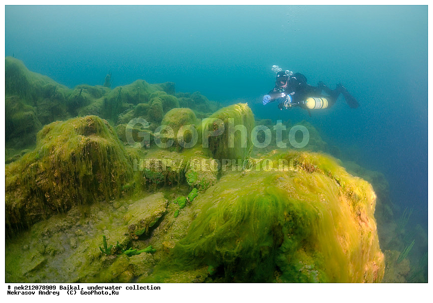 ������, ���������, ��� �����,  ����, 2012, �������, ������, �������, �������, ����, ���������, �����, ������, ������, ����, ������, ���, �������, ���, �����, ������, ������, �������, ���������, �������, ��������� ���, ������, ����� ������, ������, ������, ���������� ���������, �������, �����������, �����, ��������� ��������, ������������, �����������, ����������, , green algae, algas, Algae, chlorophytes, green, Chlorophyta, alga, plants, ������, ����� ������, ������ �����, ����������� ����, ���� ������, ����� ����, ����, ��������� ������, ��������� ����, ������� �����