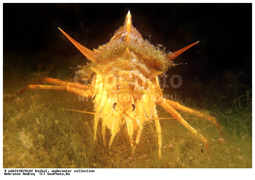 ������, ���������, ��� �����,  ����, 2012, Amphipoda, Animal, Baikalian amphipods, Baikalo Spongia, Baikalospongia dzhegatajensis Rezvoi, Gammaridae, Gammarus, Haplosclerida, ICE diving, Lubomirskiidae, Malacostraca, Metazoa, Porifera, Sponges, amphipod, baicalensis, crustacean, genus, ��������, �������,�������, ������������, ���, ��������, ���������, ���������� ����, �������������, ��������, ��������, �������, ������, �������, �������, ����, ���������, �����, ������, ������, ����, ������, ���, �������, ���, �����, ������, ������, �������, ���������, �������, ��������� ���, ������, ����� ������, ������, ������, ���������� ���������, �������, �����������, �����, ��������� ��������, ������������, �����������, ����������, �������t, ���, �����, ����, ������, ���, ���������, �������, ����������, �������, ������, ������, �������, �������, �������, �����������, �����������, �����������, �����������, �������, ������, ���������, ���������, ���������, ����, ��������, ���, ����, ������, ������, ������, �����, �������, ���, ���������������������, ����������, ����������, �����������, ���������, ��������, �������, ��, ������, ������, �������, ������, ��������, ��, ���, ���������, ���������, �������, ������������, ������������, �������, �������, �����������, �����������, ������, �����, ������, ��������, ��������, ��������, ������, �����, �����, ���������, ������, ������, ������, ����������, ����������, �������, �������������, , �������, ��������, ����������, , ���������������, ������, Acanthogammarus, victorii, maculosus, ��������, �������������, ������, ����� ������, ������ �����, ����������� ����, ���� ������, ����� ����, ����, ��������� ������, ��������� ����, ������� �����